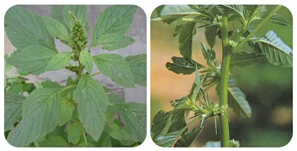 农村春天野菜大全图片及名称(能吃的100种野菜图片和名字)