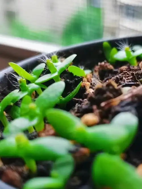 火龙果  #红心火龙果  #盆栽  #种子盆栽  #种子发芽日记  #我爱