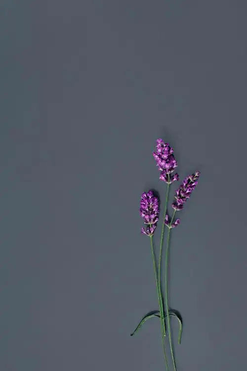 三支薰衣草在深灰色的背景与复制空间.最小的紫色盛开概念.