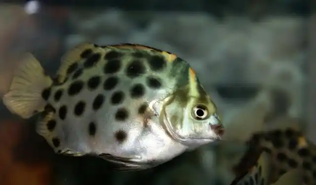 它长相非常奇特,头小身子扁花纹漂亮颜值非常高,那么非洲金鼓鱼的贵