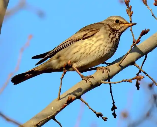 乌海·鸟海·雀形目篇