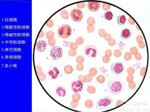 1.红细胞 2.嗜酸性粒细胞 3.嗜碱性粒细胞 4.中性粒细胞 5.