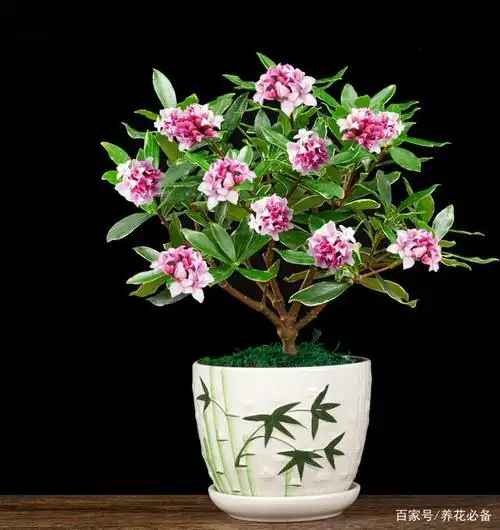 瑞香秋天怎么养