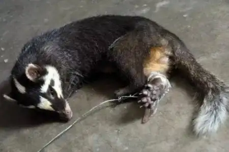 这个是什么动物?