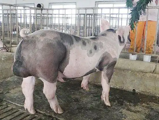 法系皮特兰-菏泽宏兴原种猪繁育有限公司