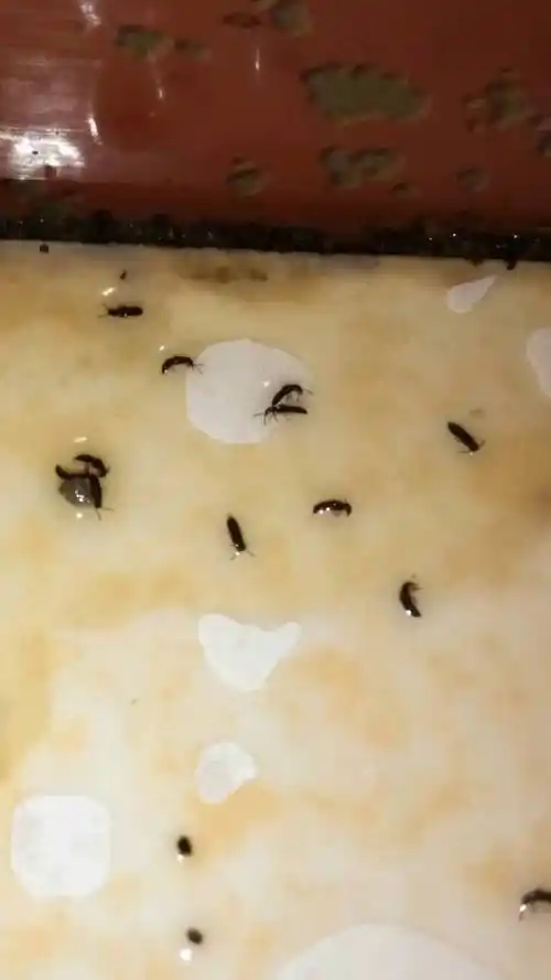 前几天出现的,不会飞,每天死一片,蚂蚁大小,蟑螂颜色,很多,看着恶心.