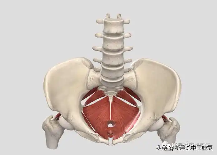 乘风破浪的盆底肌——竟然还有这些"潜规则"?