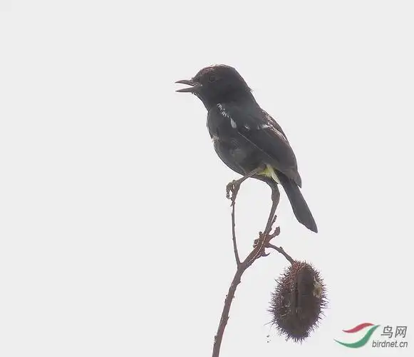 记录一只黑白灵鸟