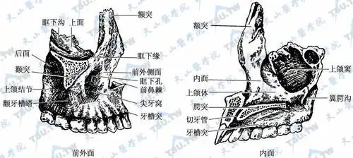 颌面部的解剖与生理