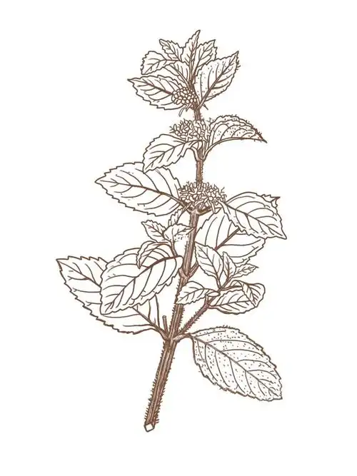 薄荷中草药插画及功效研究学习