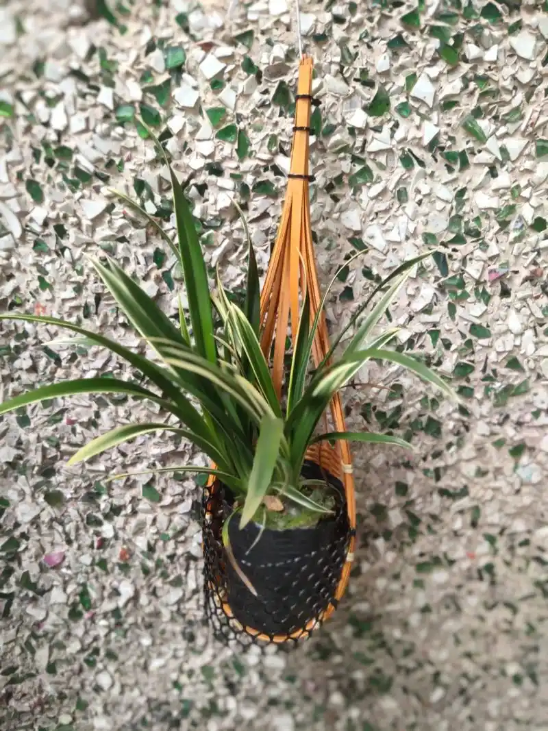 金凤凰兰花是自然串种,可在一月到三月之间开花.它属于 - 抖音