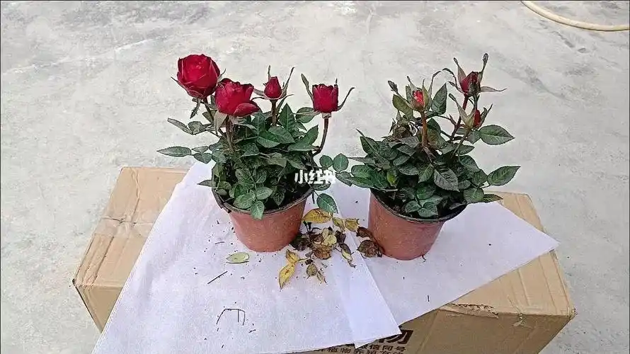 新到玫瑰花盆栽