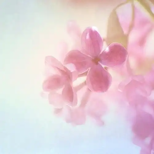 关于花的小清新唯美意境图片大全分享