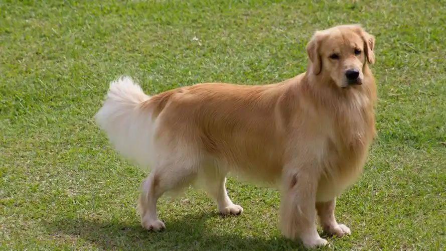 金毛寻回犬图片动物狗图片大型犬图片大全