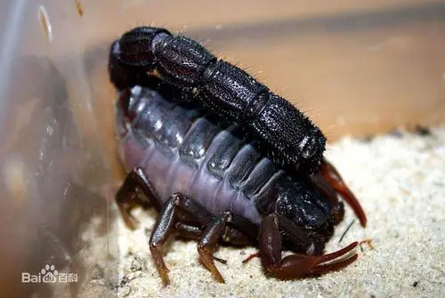 世界上最毒的十种蝎子之一:北非黑肥尾蝎