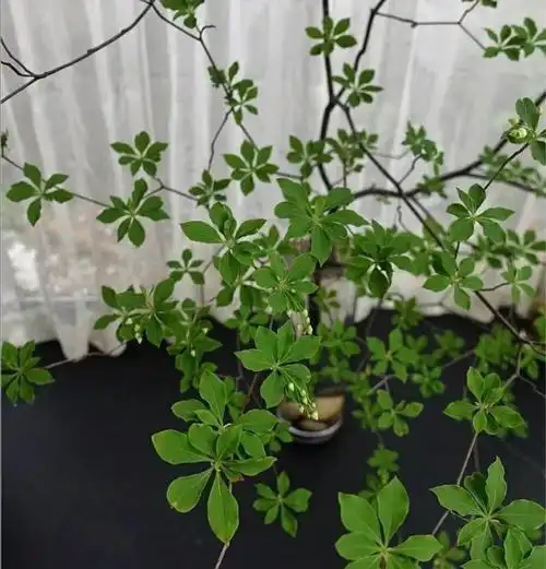 日本吊钟盆栽日本吊钟树