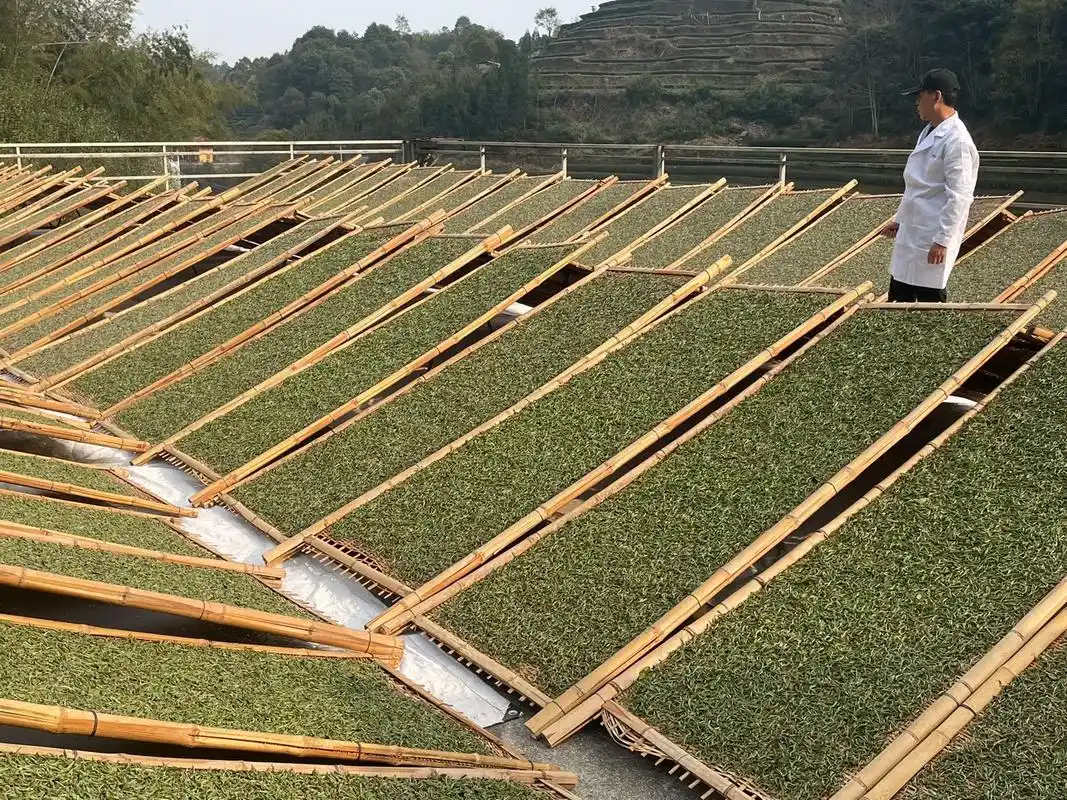 白茶萎凋干燥!看似简单,其中奥妙无穷.(永岩山坚持日晒,坚持 - 抖音