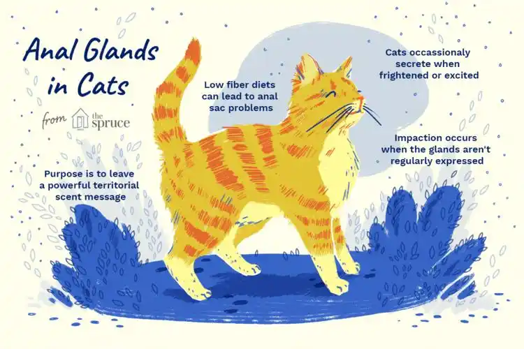 how do i express my cats anal glands?