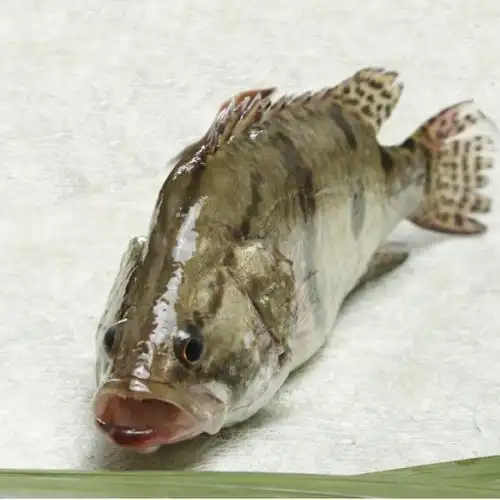 北京卖兴凯湖鳌花鱼图片|北京卖兴凯湖鳌花鱼产品