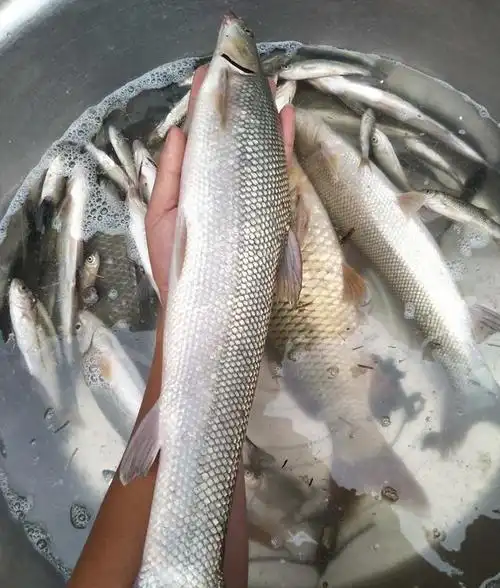 一种名为"棒棒鱼"的鱼类来到我国,如今倒是入侵了中国河流,但是并没有