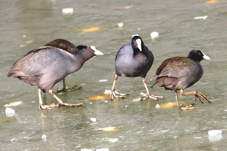 国家二级保护动物——白骨顶鸡