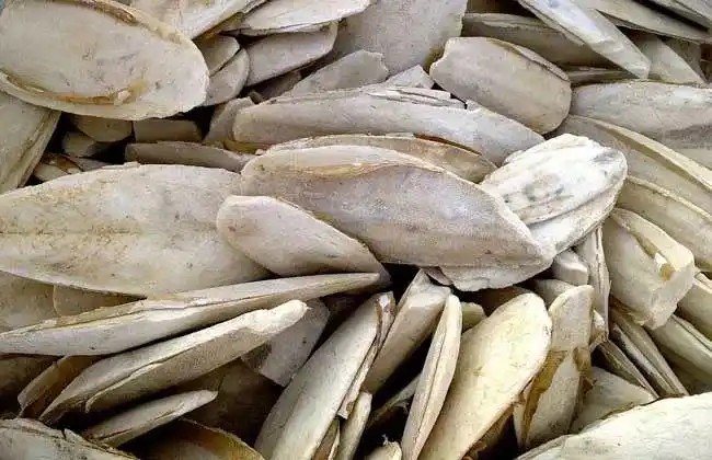 海螵蛸的功效与作用,海螵蛸怎么吃效果好|猪皮|菟丝子|乌贼骨|五倍子