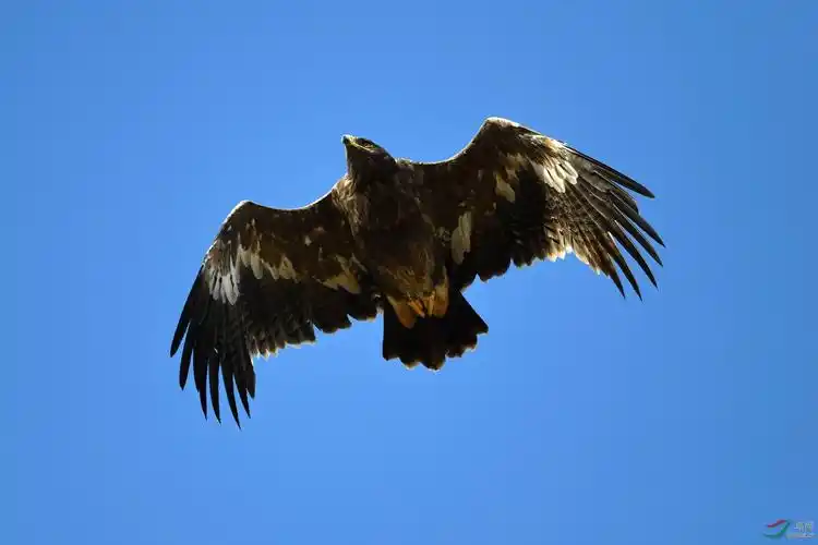雄鹰展翅,草原雕.