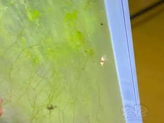 发现水晶虾幼体