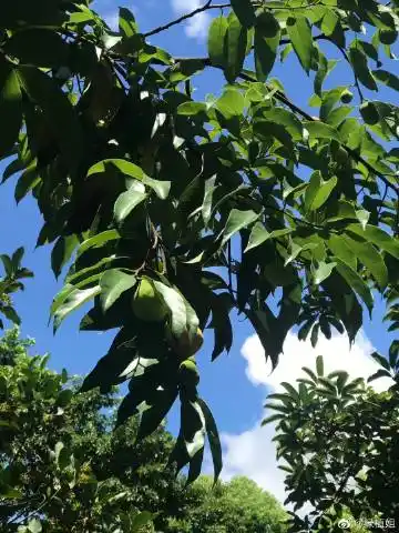 植物#每日科普##植物#有想尝一口白桂木果吗?