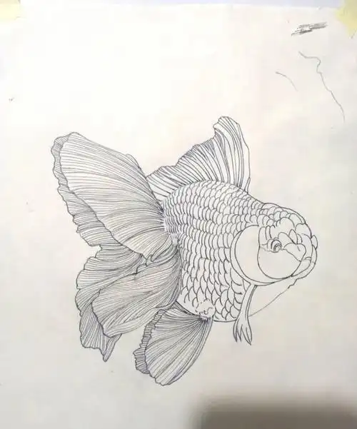 工笔线稿制作金鱼写生