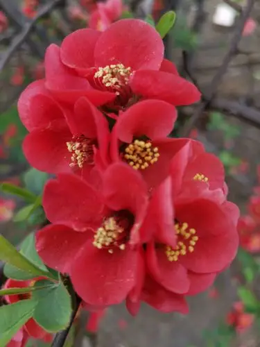 春天的记意(四)红红火火海棠花.