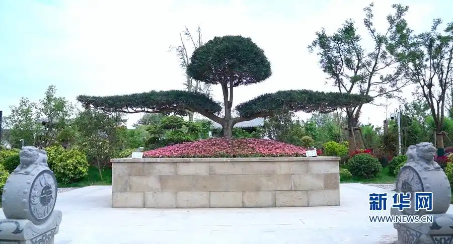 福建园正门入口处,形似展翅大鹏的罗汉松盆景"祥鹏迎宾".