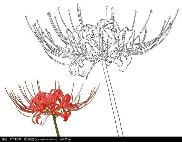 彼岸花花骨朵简笔画步骤