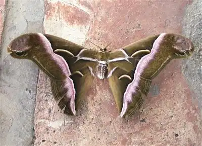 触角,双翅平展宽约20厘米,两侧前翅顶端各有一个栩栩如生的蛇头图案