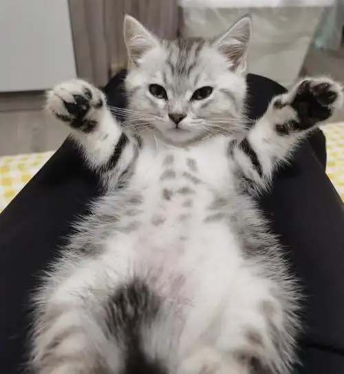 这美短是串串吗有没有懂的啊我不玻璃心