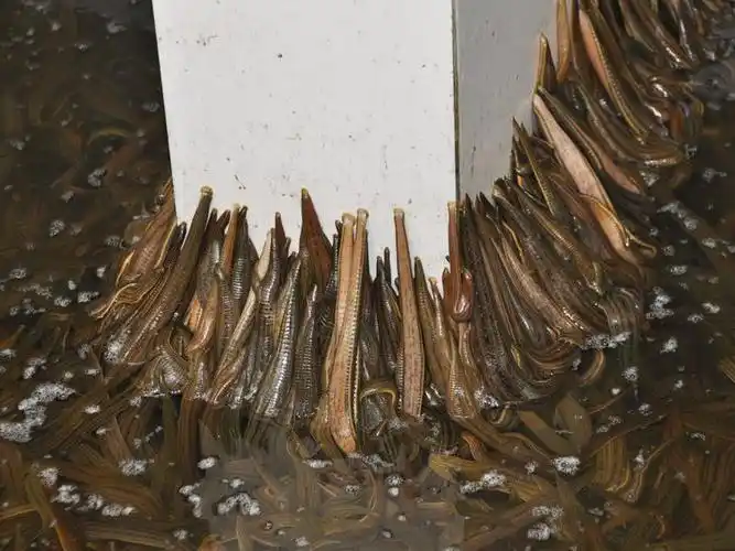 为什么蚂蝗被称为水中软黄金人工养殖蚂蟥有什么前景