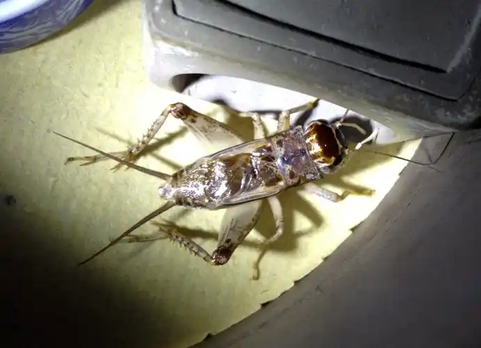 很喜欢的一条乐陵黄