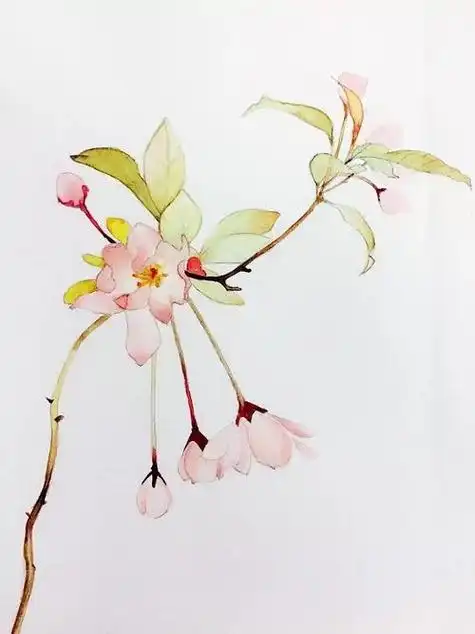 彩铅画樱花彩铅画樱花树