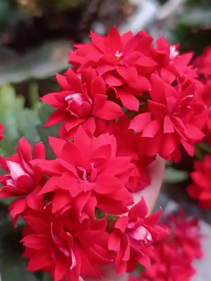 长寿花——非洲红宝石 颜色很正的红,养了几年,没照顾好,茎软趴趴地