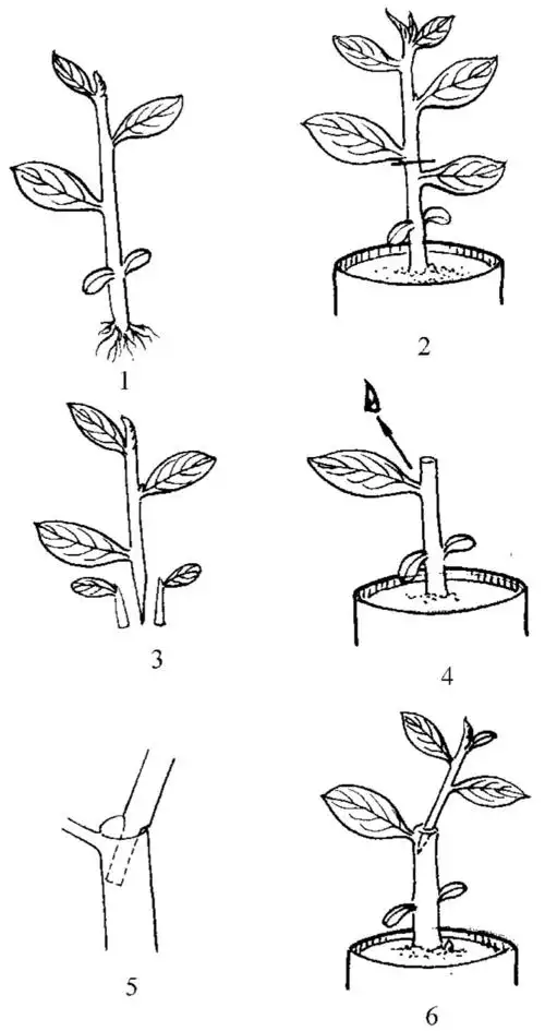 茄子插接法嫁接的操作要点有哪些?