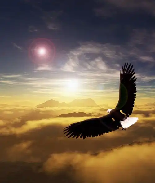 jpg雄鹰展翅飞翔