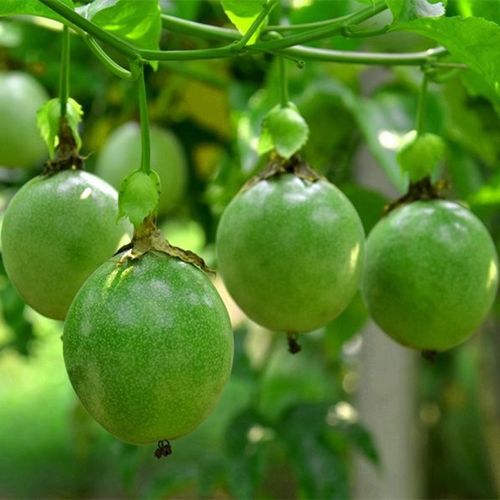 果苗爬藤百香紫香一号果树树苗黄金果金果满天星果树