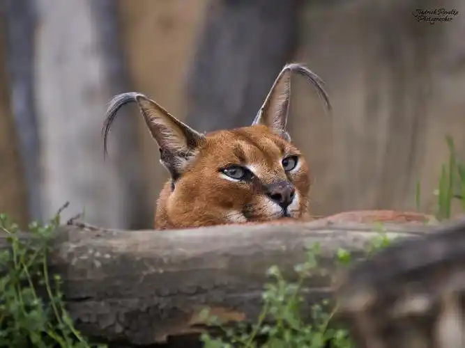 野生动物,狞猫,耳朵
