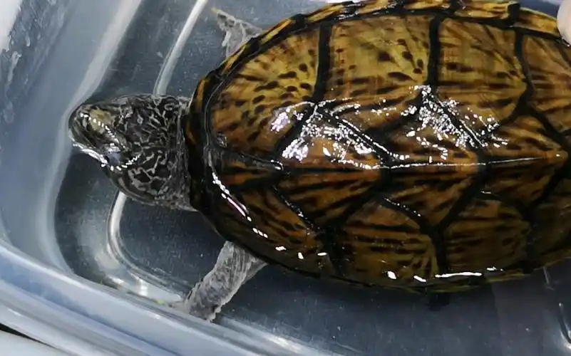 车车宠物馆(虎纹蛋龟)