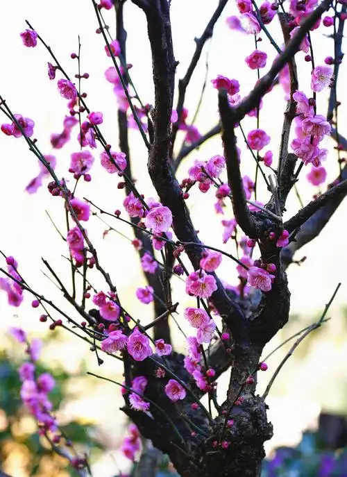 梅花图,迎新年!