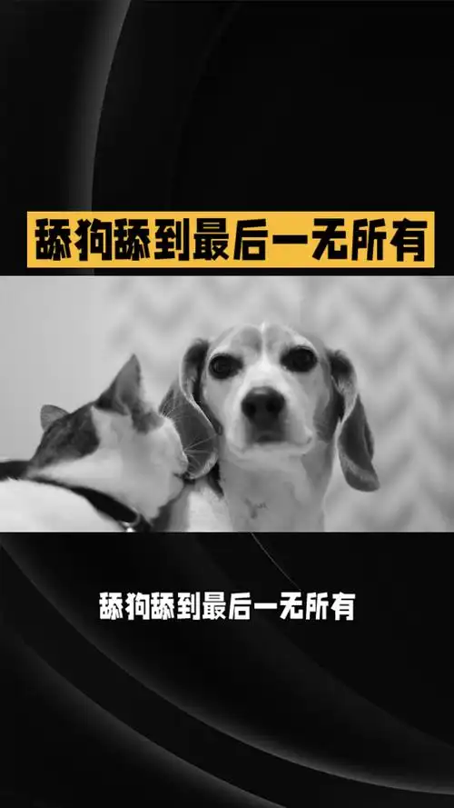 舔狗舔到最后一无所有