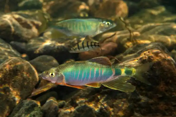 溪流里的美丽"精灵"花色的叫红翅膀,白色的叫叉口包|精灵|马口鱼|花色