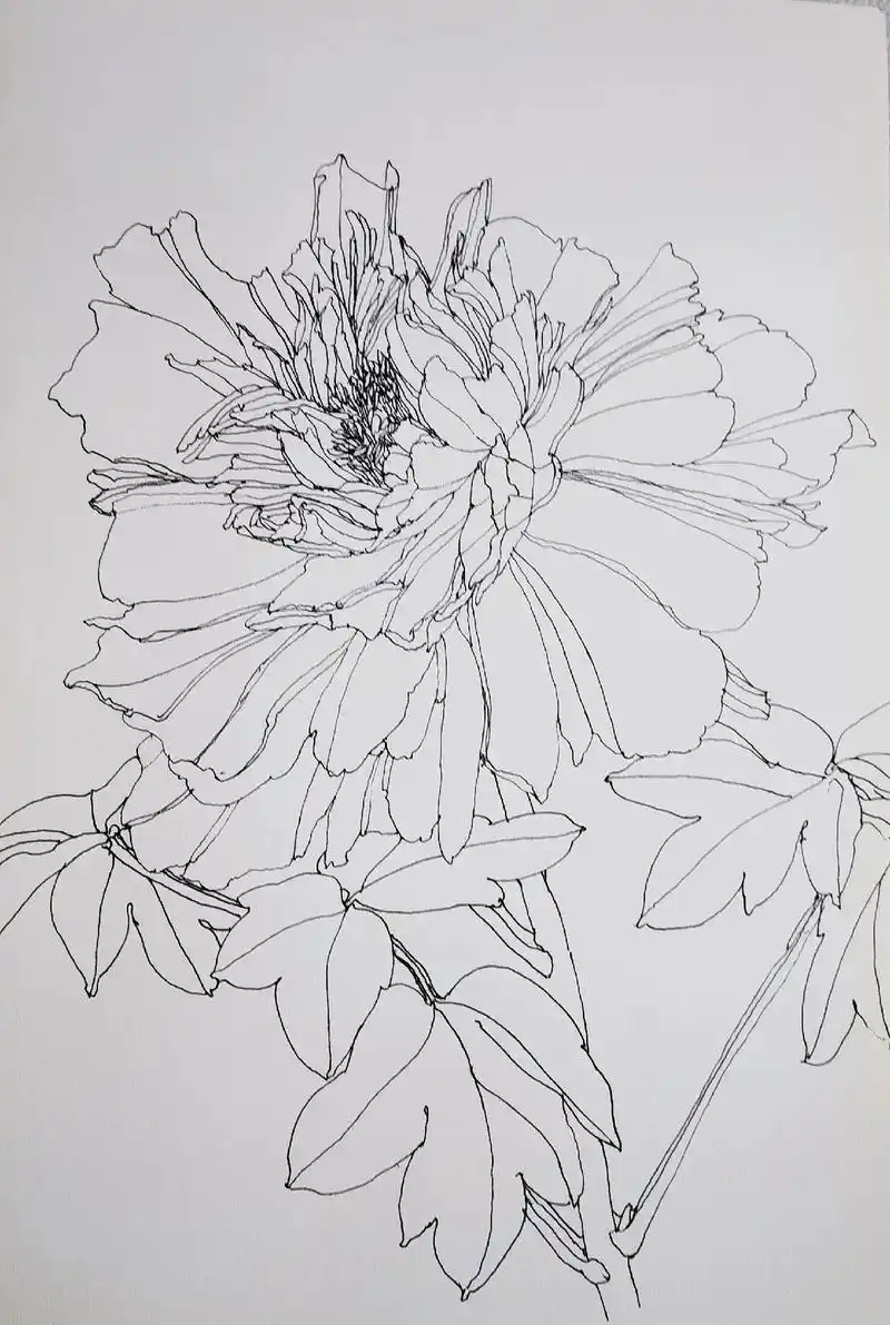 20221103看图速写牡丹花