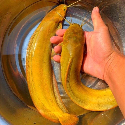 正宗皇妃一号本地塘角鱼淡水养殖革胡子鲶三黄塘鲺土鲶鱼塘鲺鱼苗