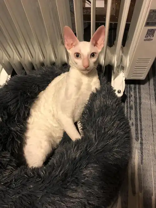 柯尼斯卷毛猫预定